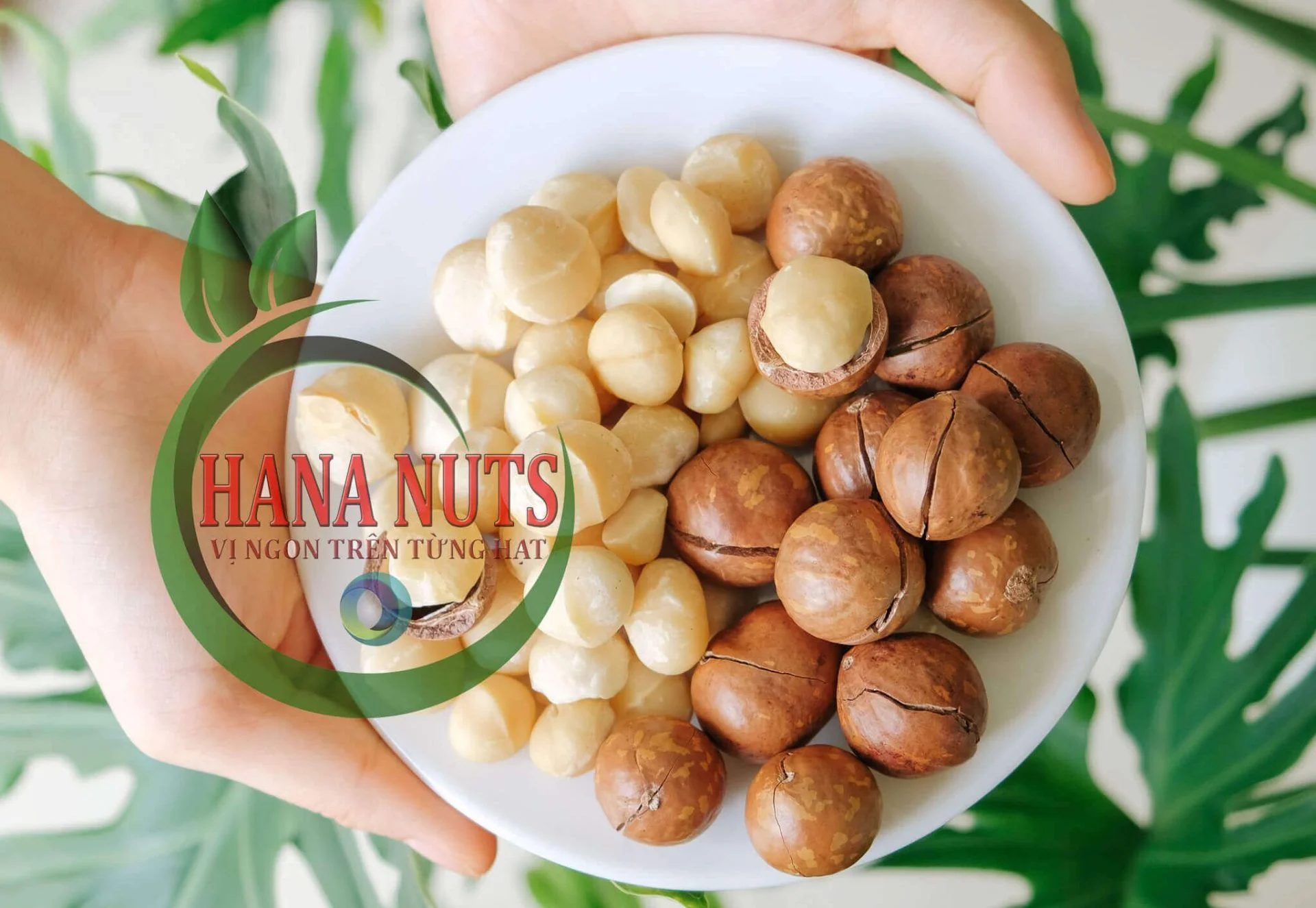 mắc ca giá tốt
