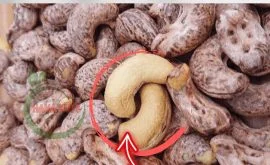 Mua Các Loại Hạt Organic Ngon – Sạch – Tốt Cho Sức Khỏe