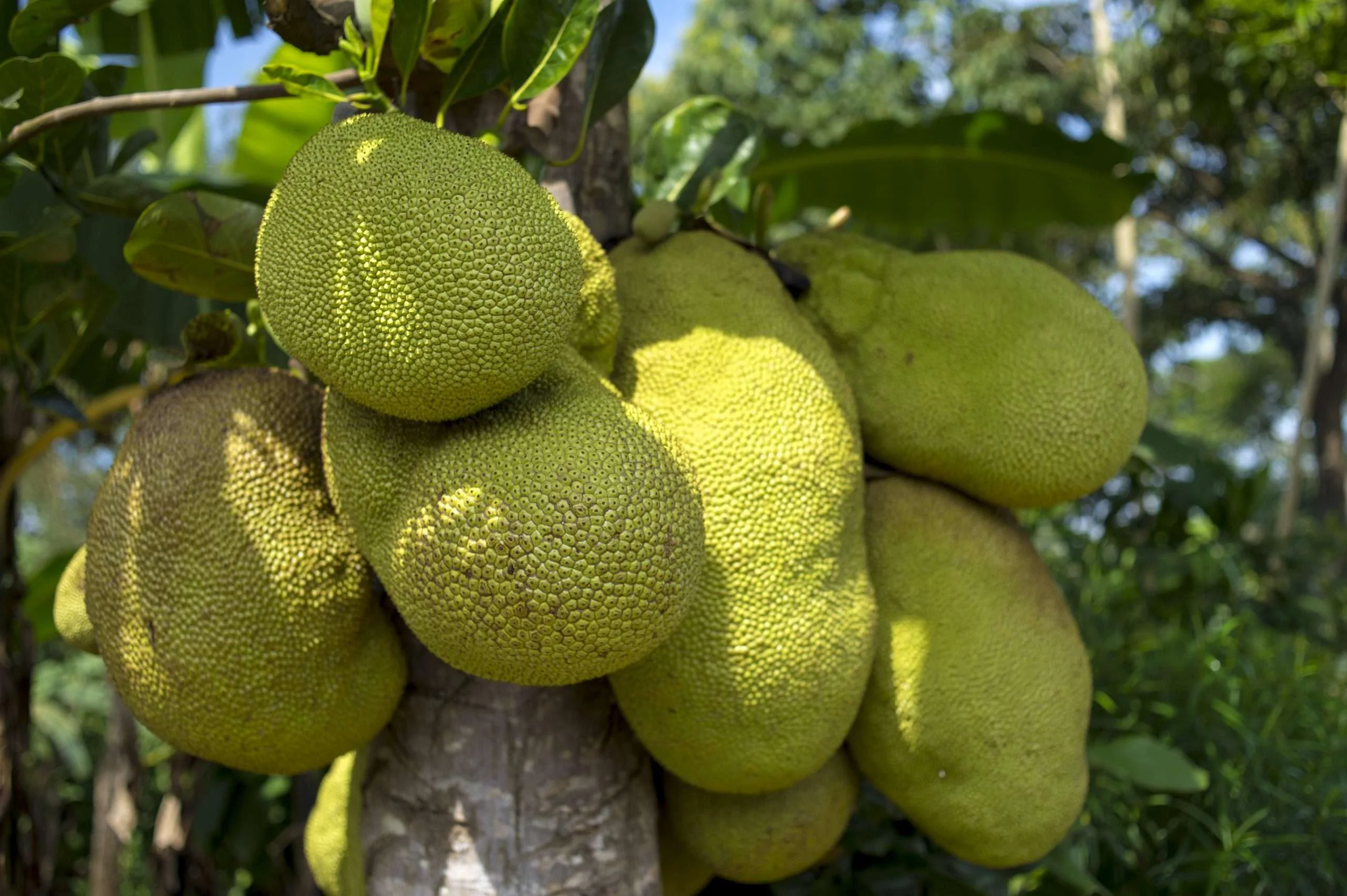 jackfruit 2108869 scaled