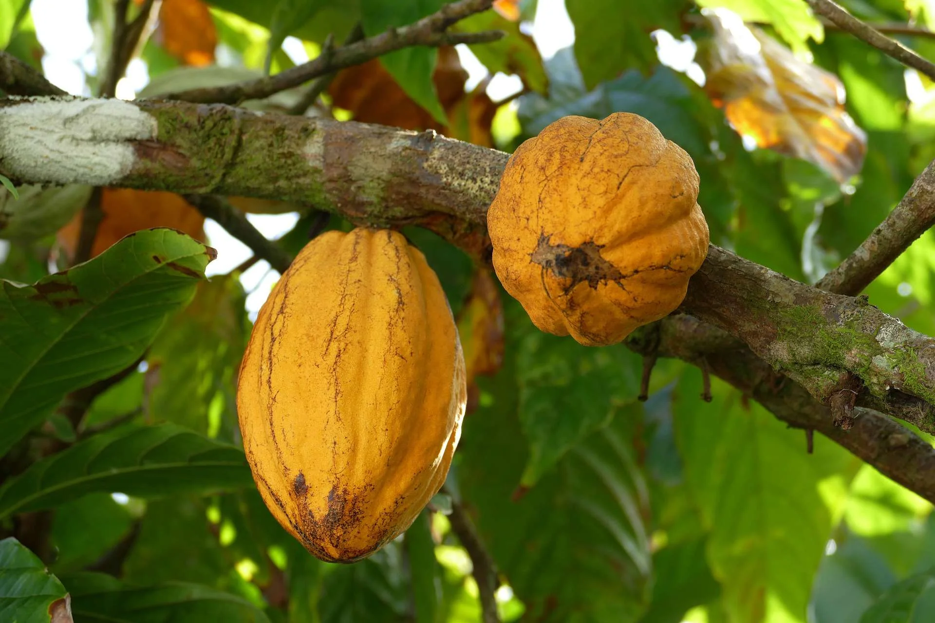 Quả ca cao chuẩn bị thu hoạch