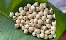 Giá hạt sen khô bao tiền 1kg tại tổng kho hạt